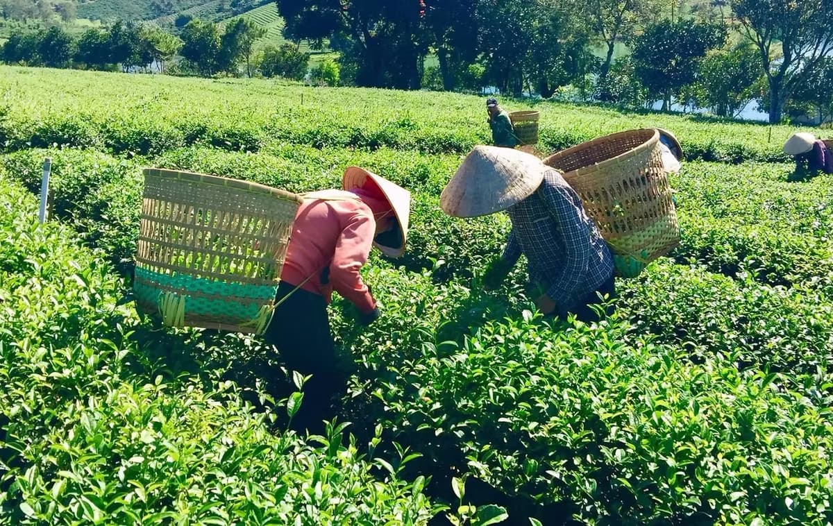 Tea Benefits